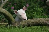 BULL TERRIER MINIATURE 178